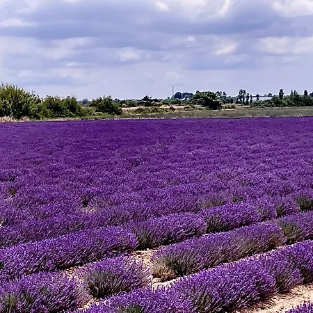 Tatil Evi La Camargue Mit Pool Aigues-Mortes