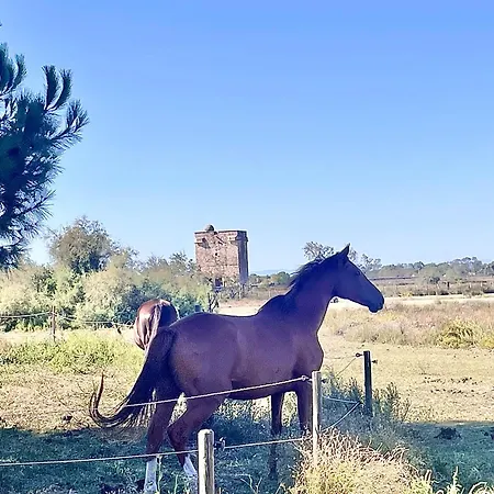 La Camargue Mit Pool * Aigues-Mortes